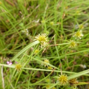 Cyperus sphaeroideus at Garran, ACT - 26 Jan 2015