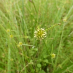 Cyperus sphaeroideus at Garran, ACT - 26 Jan 2015