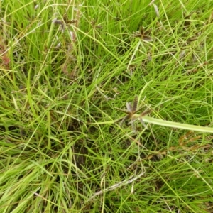 Cyperus sanguinolentus at Garran, ACT - 26 Jan 2015