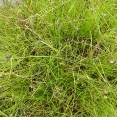 Cyperus sanguinolentus at Garran, ACT - 26 Jan 2015 08:36 AM