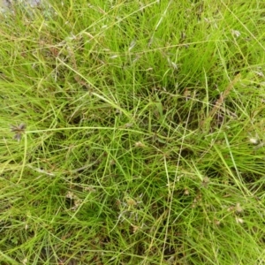 Cyperus sanguinolentus at Garran, ACT - 26 Jan 2015