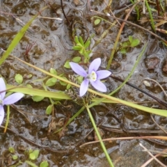 Isotoma fluviatilis subsp. australis (Swamp Isotome) at Garran, ACT - 25 Jan 2015 by Mike