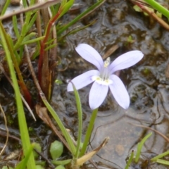 Isotoma fluviatilis subsp. australis at Garran, ACT - 26 Jan 2015