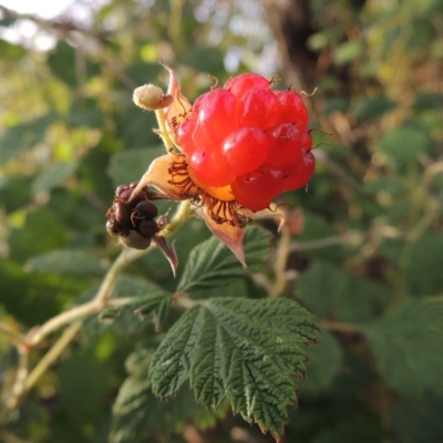 Rubus parvifolius (Native Raspberry) at Greenway, ACT - 2 Jan 2015 by MichaelBedingfield