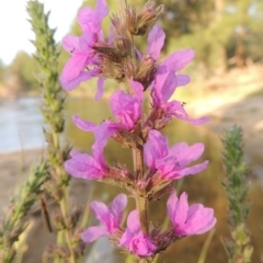 Lythrum salicaria (Purple Loosestrife) at Greenway, ACT - 2 Jan 2015 by michaelb