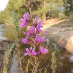 Lythrum salicaria at Greenway, ACT - 2 Jan 2015 07:43 PM