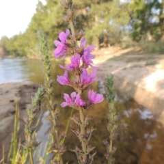 Lythrum salicaria at Greenway, ACT - 2 Jan 2015