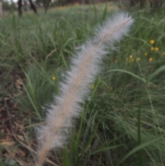 Imperata cylindrica (Blady Grass) at Greenway, ACT - 2 Jan 2015 by michaelb