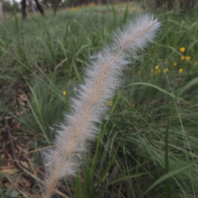 Imperata cylindrica (Blady Grass) at Greenway, ACT - 2 Jan 2015 by MichaelBedingfield