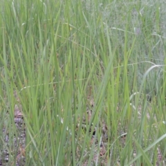 Imperata cylindrica at Greenway, ACT - 2 Jan 2015