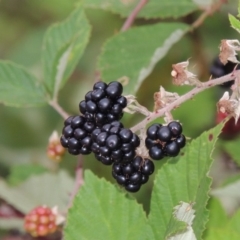 Rubus anglocandicans (Blackberry) at Paddys River, ACT - 12 Jan 2015 by MichaelBedingfield