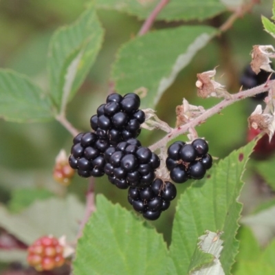 Rubus anglocandicans (Blackberry) at Paddys River, ACT - 12 Jan 2015 by MichaelBedingfield