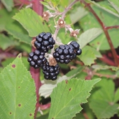 Rubus anglocandicans at Paddys River, ACT - 12 Jan 2015 08:22 PM