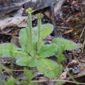 Solenogyne gunnii at Tennent, ACT - 11 Jan 2015 07:58 PM