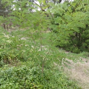 Robinia pseudoacacia at Garran, ACT - 26 Jan 2015