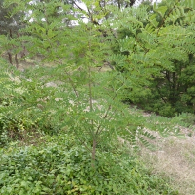 Robinia pseudoacacia (Black Locust) at Garran, ACT - 26 Jan 2015 by Mike