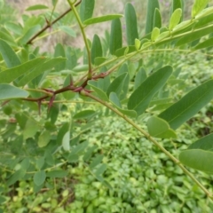 Robinia pseudoacacia at Garran, ACT - 26 Jan 2015 08:49 AM