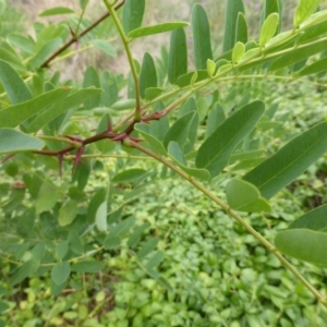 Robinia pseudoacacia at Garran, ACT - 26 Jan 2015 08:49 AM