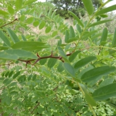 Robinia pseudoacacia at Garran, ACT - 26 Jan 2015 08:49 AM