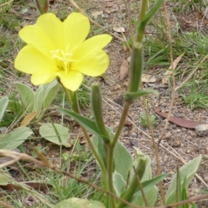 Oenothera stricta subsp. stricta at Garran, ACT - 26 Jan 2015 08:56 AM