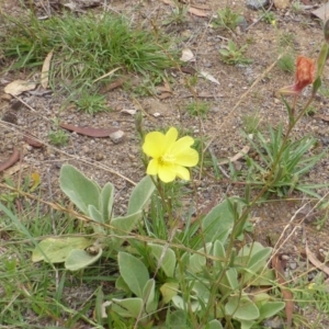 Oenothera stricta subsp. stricta at Garran, ACT - 26 Jan 2015 08:56 AM