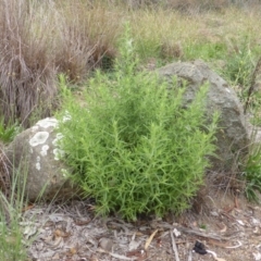 Dittrichia graveolens (Stinkwort) at Garran, ACT - 25 Jan 2015 by Mike