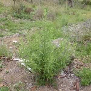 Dittrichia graveolens at Garran, ACT - 26 Jan 2015 08:56 AM