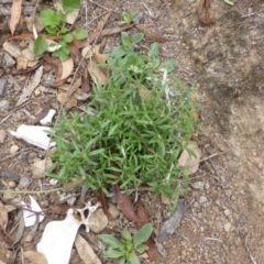 Euchiton involucratus (Star Cudweed) at Mount Mugga Mugga - 25 Jan 2015 by Mike