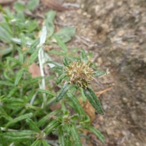 Euchiton involucratus at Garran, ACT - 26 Jan 2015 08:57 AM