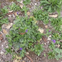 Echium plantagineum (Paterson's Curse) at Mount Mugga Mugga - 25 Jan 2015 by Mike