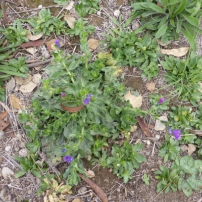 Echium plantagineum (Paterson's Curse) at Garran, ACT - 26 Jan 2015 by Mike