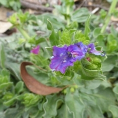 Echium plantagineum at Garran, ACT - 26 Jan 2015 08:58 AM