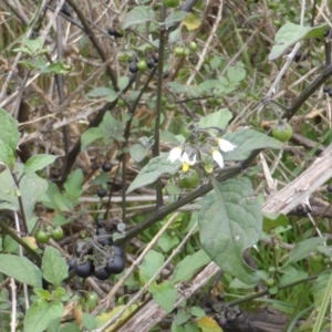 Solanum nigrum at Garran, ACT - 26 Jan 2015 08:59 AM