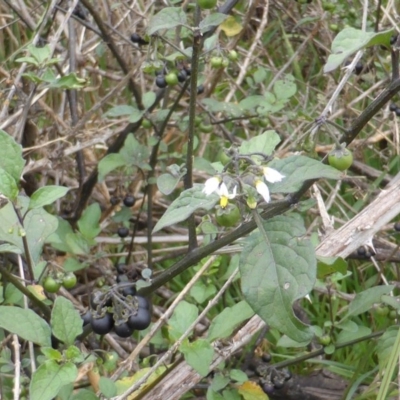 Solanum nigrum (Black Nightshade) at Mount Mugga Mugga - 25 Jan 2015 by Mike