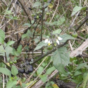 Solanum nigrum at Garran, ACT - 26 Jan 2015