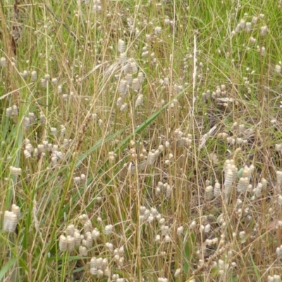 Briza maxima (Quaking Grass, Blowfly Grass) at Garran, ACT - 26 Jan 2015 by Mike