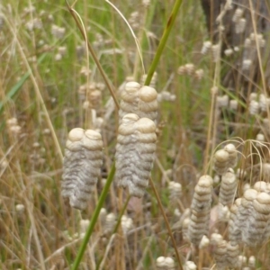 Briza maxima at Garran, ACT - 26 Jan 2015