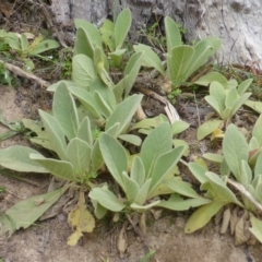 Verbascum thapsus subsp. thapsus (Great Mullein, Aaron's Rod) at Mount Mugga Mugga - 25 Jan 2015 by Mike