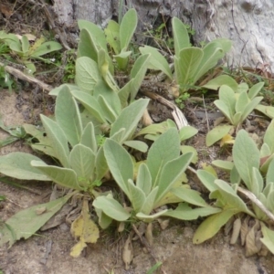 Verbascum thapsus subsp. thapsus at Garran, ACT - 26 Jan 2015