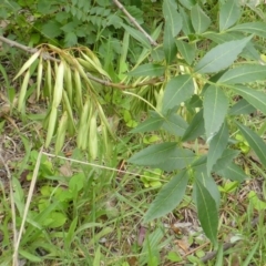 Fraxinus angustifolia (Desert Ash) at Mount Mugga Mugga - 25 Jan 2015 by Mike