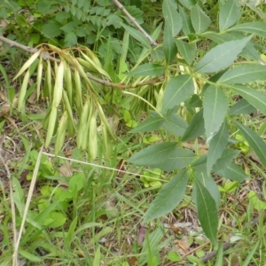 Fraxinus angustifolia at Garran, ACT - 26 Jan 2015 09:16 AM