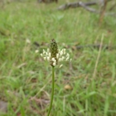 Plantago lanceolata (Ribwort Plantain, Lamb's Tongues) at Garran, ACT - 26 Jan 2015 by Mike