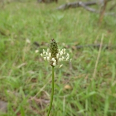 Plantago lanceolata (Ribwort Plantain, Lamb's Tongues) at Mount Mugga Mugga - 25 Jan 2015 by Mike