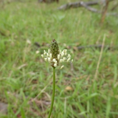 Plantago lanceolata (Ribwort Plantain, Lamb's Tongues) at Garran, ACT - 26 Jan 2015 by Mike