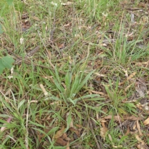 Plantago lanceolata at Garran, ACT - 26 Jan 2015