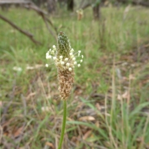 Plantago lanceolata at Garran, ACT - 26 Jan 2015 09:18 AM