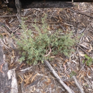 Hibbertia obtusifolia at Garran, ACT - 26 Jan 2015