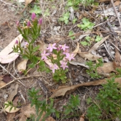 Centaurium erythraea (Common Centaury) at Garran, ACT - 26 Jan 2015 by Mike