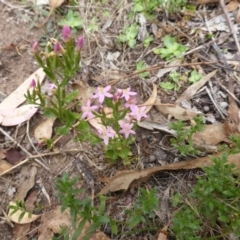 Centaurium erythraea (Common Centaury) at Mount Mugga Mugga - 25 Jan 2015 by Mike