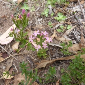 Centaurium erythraea at Garran, ACT - 26 Jan 2015 09:29 AM